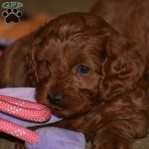 Maggie, Cavapoo Puppy