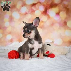 Dallas, Chihuahua Puppy