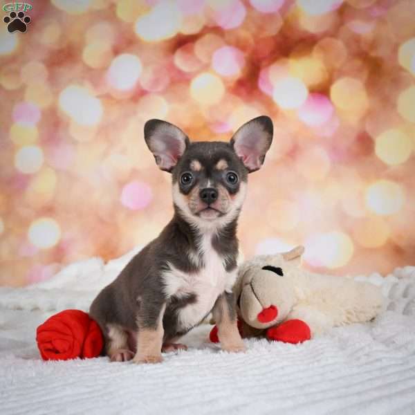 Dallas, Chihuahua Puppy