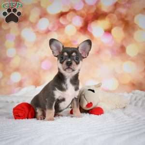 Dallas, Chihuahua Puppy