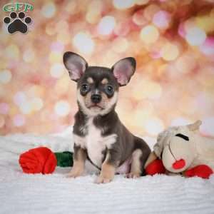 Dallas, Chihuahua Puppy