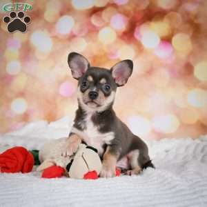 Dallas, Chihuahua Puppy