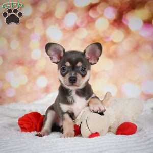 Dallas, Chihuahua Puppy