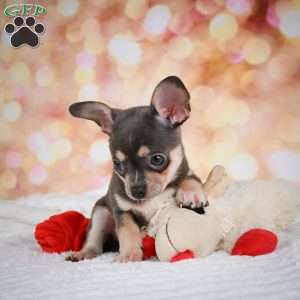 Dallas, Chihuahua Puppy