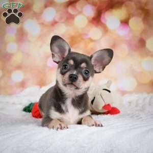 Dallas, Chihuahua Puppy