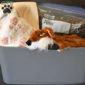 Charlie, Cockapoo Puppy