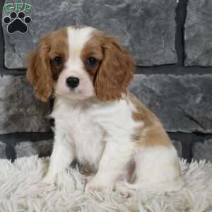 Rocco, Cavalier King Charles Spaniel Puppy