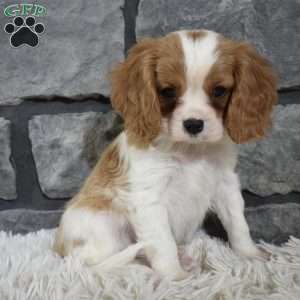 Rocco, Cavalier King Charles Spaniel Puppy