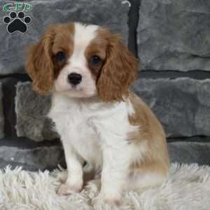 Rocco, Cavalier King Charles Spaniel Puppy