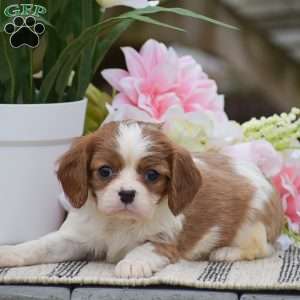 Colleen, Cavalier King Charles Spaniel Puppy