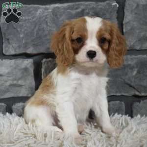 Rocco, Cavalier King Charles Spaniel Puppy