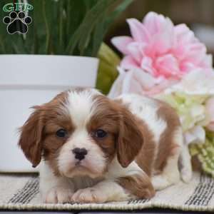 Coby, Cavalier King Charles Spaniel Puppy