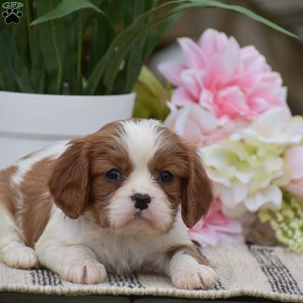Coby, Cavalier King Charles Spaniel Puppy