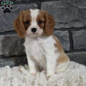 Rocco, Cavalier King Charles Spaniel Puppy