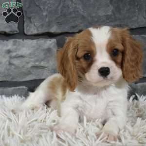 Rocco, Cavalier King Charles Spaniel Puppy