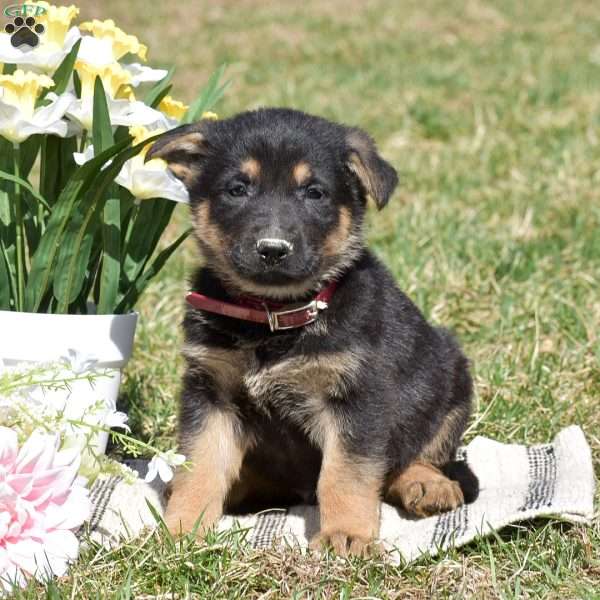 Easton, German Shepherd Puppy