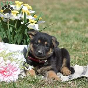 Easton, German Shepherd Puppy