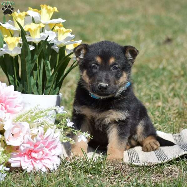Elora, German Shepherd Puppy