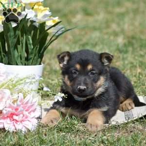 Elora, German Shepherd Puppy