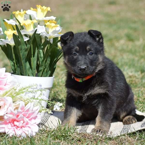 Eliza, German Shepherd Puppy