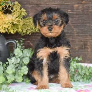 Thomas, Yorkie Puppy