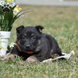 Eliza, German Shepherd Puppy