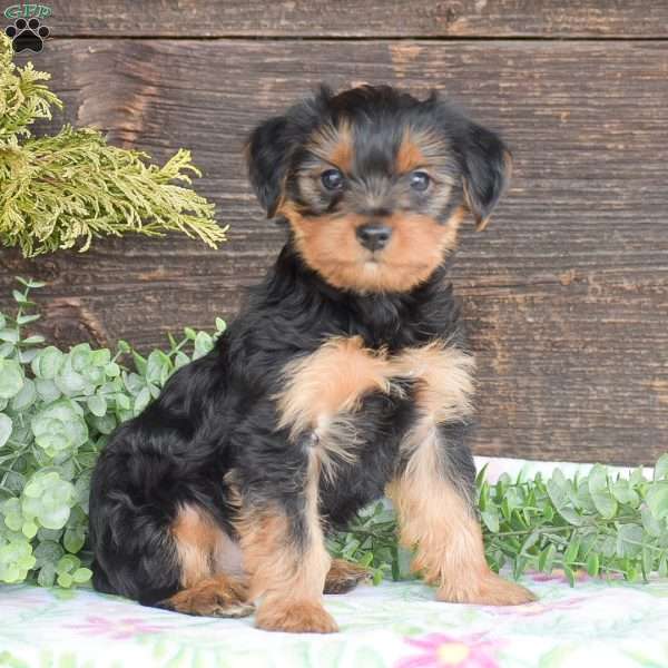 Thomas, Yorkie Puppy