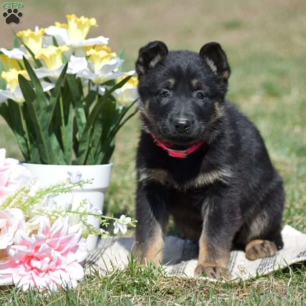 Ellie, German Shepherd Puppy