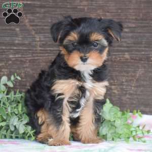 Tommy, Yorkie Puppy