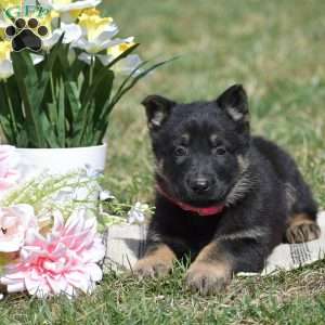 Ellie, German Shepherd Puppy