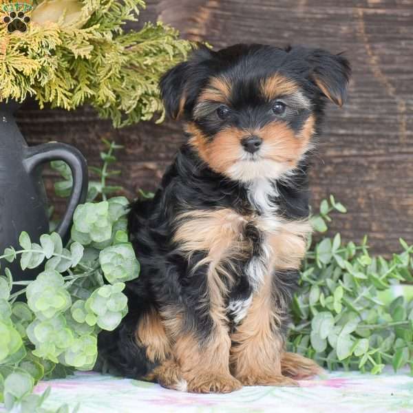 Tommy, Yorkie Puppy