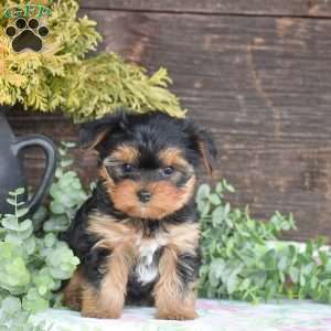 Tana, Yorkie Puppy