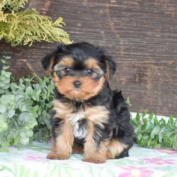 Tana, Yorkie Puppy