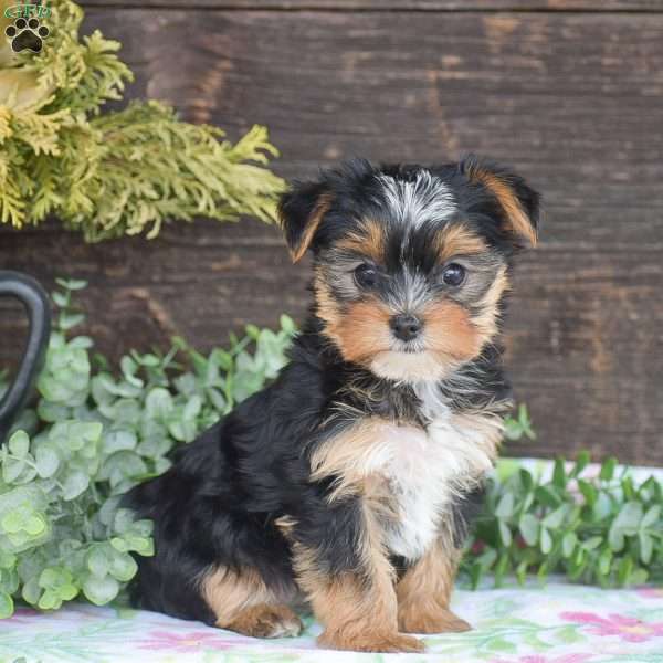 Taylor, Yorkie Puppy