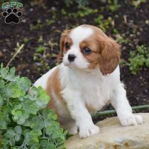 Rebecca, Cavalier King Charles Spaniel Puppy