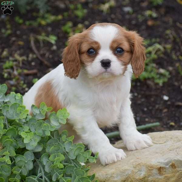 Rebecca, Cavalier King Charles Spaniel Puppy
