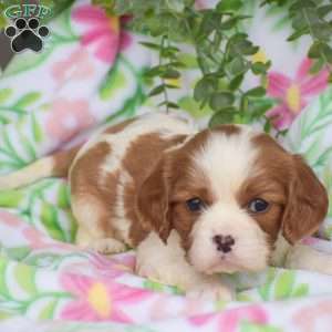 Coby, Cavalier King Charles Spaniel Puppy