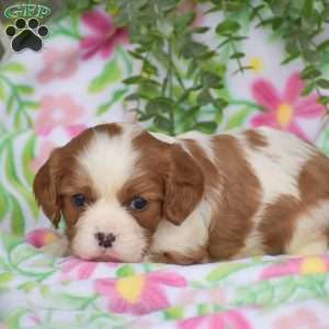 Coby, Cavalier King Charles Spaniel Puppy