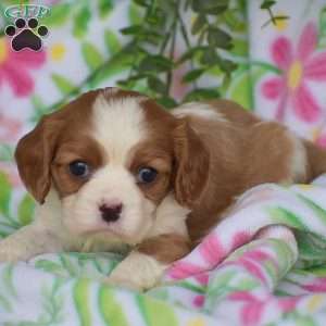 Colleen, Cavalier King Charles Spaniel Puppy
