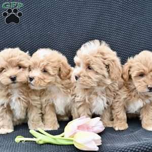 Caramel, Maltipoo Puppy