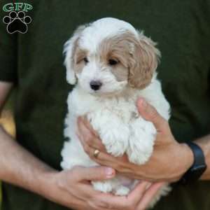 Latte, Cavapoo Puppy