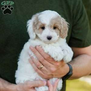 Latte, Cavapoo Puppy