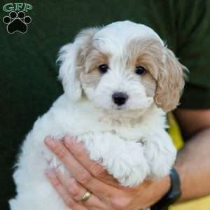 Latte, Cavapoo Puppy