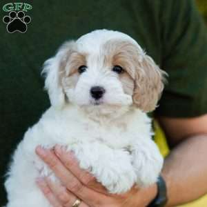 Latte, Cavapoo Puppy