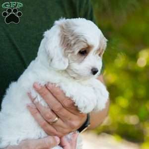 Latte, Cavapoo Puppy