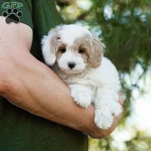 Latte, Cavapoo Puppy