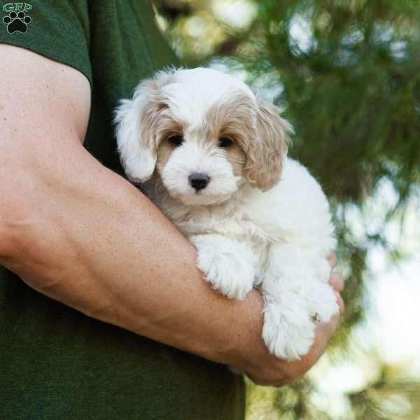 Latte, Cavapoo Puppy