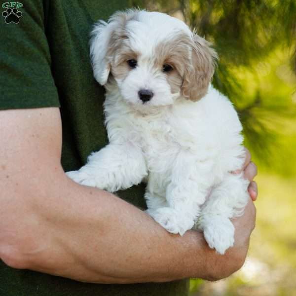 Latte, Cavapoo Puppy