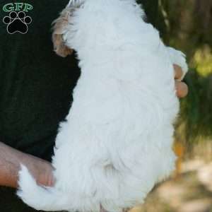 Latte, Cavapoo Puppy