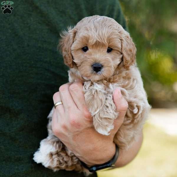 Biscotti, Cavapoo Puppy